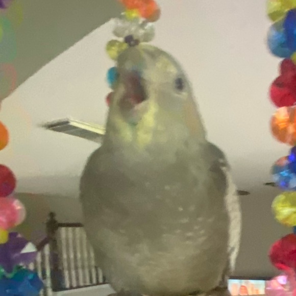 Meet your Posher, Addison - Picture 2 of 8